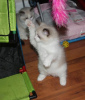 Photo №2 to announcement № 13788 for the sale of ragdoll - buy in Czech Republic private announcement