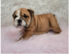 Photo №1. english bulldog - for sale in the city of Heidelberg | Is free | Announcement № 95910