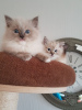 Photo №2 to announcement № 96938 for the sale of ragdoll - buy in Germany private announcement, from nursery