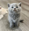 Photo №2 to announcement № 122110 for the sale of british shorthair - buy in United States private announcement