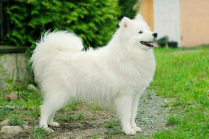 Photo №2 to announcement № 6257 for the sale of samoyed dog - buy in Belarus breeder