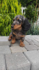 Photo №4. I will sell dachshund in the city of Brest. private announcement - price - 505$
