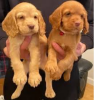 Photo №1. english cocker spaniel - for sale in the city of Stockholm | negotiated | Announcement № 96354