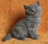 Photo №1. british shorthair - for sale in the city of Fredericksburg | 317$ | Announcement № 98186