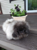 Photo №1. pekingese - for sale in the city of Petrozavodsk | Is free | Announcement № 58534