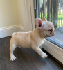 Additional photos: French bulldog puppies for sale