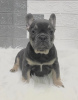 Additional photos: French Bulldog