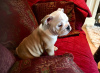 Photo №1. english bulldog - for sale in the city of Copenhague | 370$ | Announcement № 111569