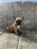 Photo №4. I will sell french bulldog in the city of Zrenjanin. private announcement - price - negotiated