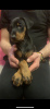 Photo №3. Purebred Doberman puppies for sale 1.5 months.. Georgia