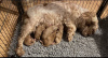 Photo №2 to announcement № 8011 for the sale of poodle (dwarf) - buy in Germany 