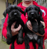 Photo №4. I will sell giant schnauzer in the city of Kruševac.  - price - negotiated