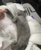 Photo №4. I will sell british shorthair in the city of Berlin. private announcement, breeder - price - 317$