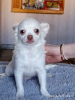 Photo №3. Chihuahua puppy (boy). Russian Federation