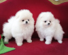 Photo №1. pomeranian - for sale in the city of Brussels | negotiated | Announcement № 76844