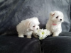 Photo №2 to announcement № 42250 for the sale of maltese dog - buy in Germany private announcement