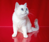 Photo №4. I will sell british shorthair in the city of Rovinari. from nursery - price - negotiated