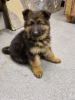 Photo №1. german shepherd - for sale in the city of Nurmijärvi | negotiated | Announcement № 55314