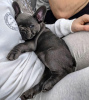 Photo №3. FEMALE FRENCH BULL DOG PUPPY. Germany