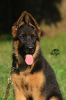 Photo №3. TSARI & GRANT German Shepherd Kennel offers puppies. Ukraine
