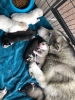 Additional photos: Vaccinated Siberian Husky puppies with Pedigree for sale