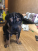 Additional photos: Shar Pei puppy for sale