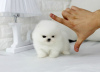 Photo №2 to announcement № 20585 for the sale of pomeranian - buy in Romania private announcement