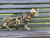 Additional photos: Gorgeous Bengal cat - GrandInterChampion of the breed