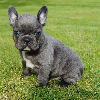 Photo №2 to announcement № 70889 for the sale of french bulldog - buy in Germany 