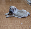 Photo №1. shar pei - for sale in the city of Tashkent | 1300000$ | Announcement № 11416