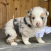 Photo №1. border collie - for sale in the city of Zinkgruvan | negotiated | Announcement № 55327