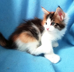 Photo №1. maine coon - for sale in the city of Rostov-on-Don | 261$ | Announcement № 6145