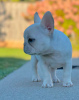 Photo №2 to announcement № 121754 for the sale of french bulldog - buy in Portugal breeder