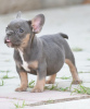 Photo №1. french bulldog - for sale in the city of Stari Banovci | negotiated | Announcement № 74033