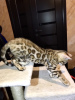 Photo №2 to announcement № 9563 for the sale of bengal cat - buy in Ukraine private announcement