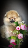 Photo №2 to announcement № 94783 for the sale of pomeranian - buy in Belarus breeder