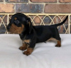 Photo №2 to announcement № 121629 for the sale of non-pedigree dogs - buy in Germany private announcement, breeder