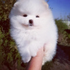 Photo №4. I will sell pomeranian in the city of Potsdam. private announcement - price - 380$