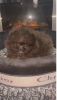 Photo №2 to announcement № 127649 for the sale of pomeranian - buy in Serbia 