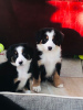 Photo №1. bernese mountain dog - for sale in the city of Škofja Loka | 426$ | Announcement № 13757