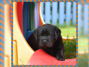 Additional photos: We have beautiful Labrador puppies of best descent in the colors yellow and