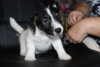 Photo №2 to announcement № 26903 for the sale of jack russell terrier - buy in Russian Federation from nursery