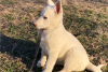 Photo №1. german shepherd - for sale in the city of Marietta | negotiated | Announcement № 110062