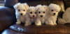 Photo №1. maltese dog - for sale in the city of Forssa | Is free | Announcement № 110676