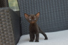 Photo №3. Tested Devon Rex kittens with available for sale to Caring homes. Germany