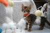 Photo №3. Vet checked Bengal Cats kittens available for Sale around you. Germany