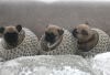 Photo №3. Cute Pug puppies with Pedigree for sale. Germany