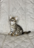 Photo №1. savannah cat - for sale in the city of Москва | 9659$ | Announcement № 26097