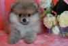 Photo №3. Mini Pomeranian boy. Russian Federation