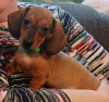 Photo №1. dachshund - for sale in the city of Erzelj | 370$ | Announcement № 71330